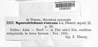 Sporotrichum roseum image